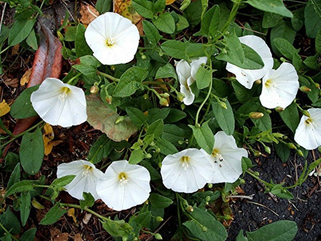 Вьюнок полевой (Convolvulus arvensis) Вьюнок полевой (Convolvulus arvensis)