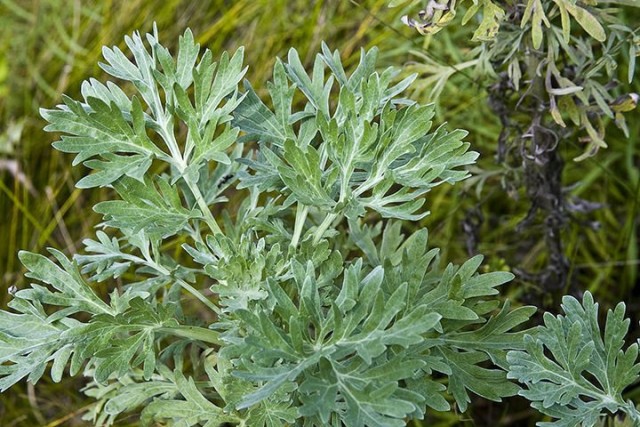 Полынь горькая (Artemisia absinthium) Полынь горькая (Artemisia absinthium)