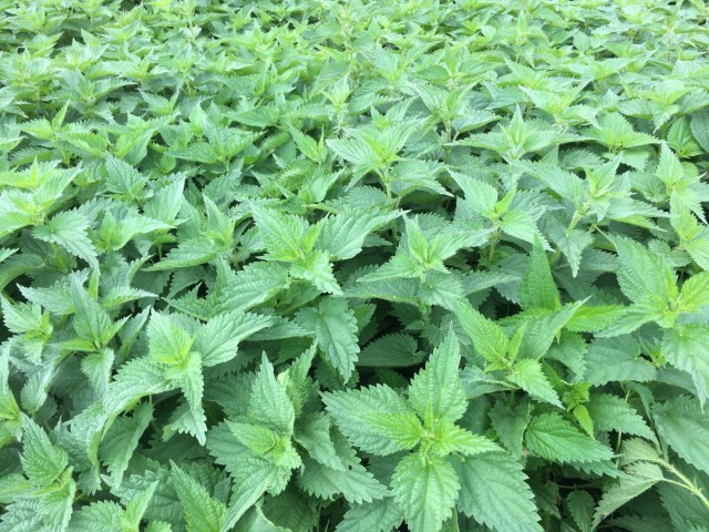 Крапива двудомная (Urtica dioica) Крапива двудомная (Urtica dioica)