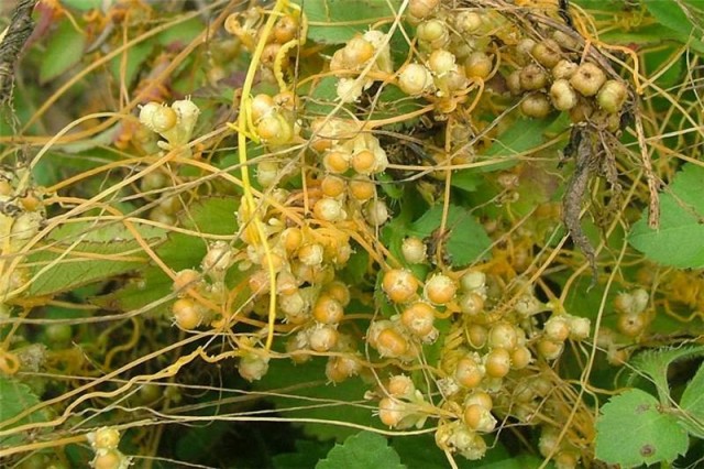 Повилика (Сuscuta) Повилика (Сuscuta)