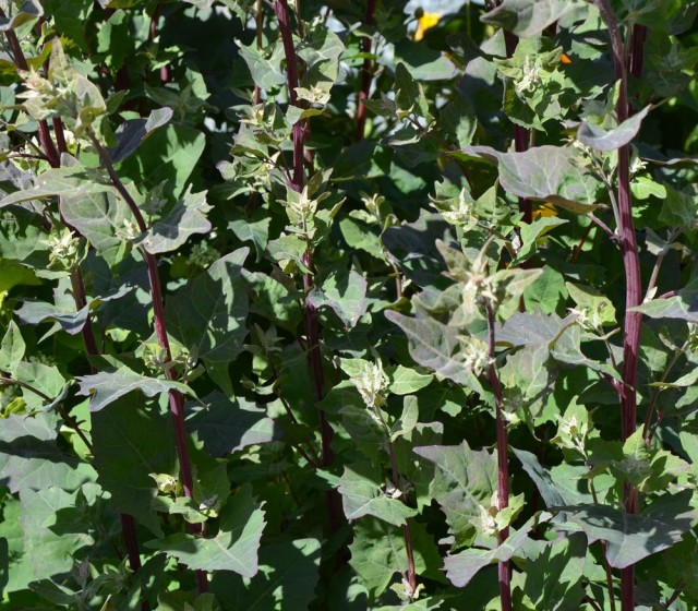 Лебеда (Atriplex) Лебеда (Atriplex)