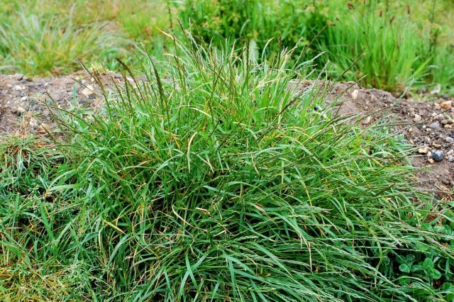 Пырей ползучий (Elytrigia repens) Пырей ползучий (Elytrigia repens)