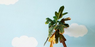 25 проблем комнатных растений, которые можно определить по листьям