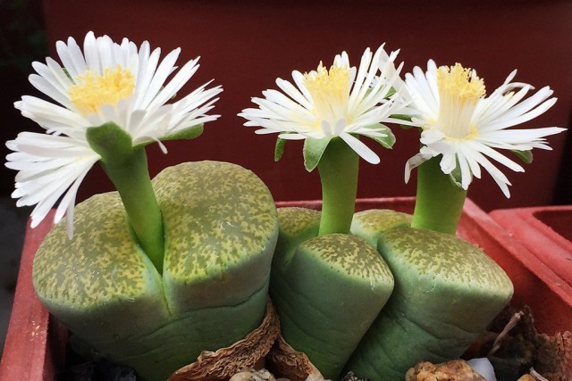 Литопсы (Lithops) Литопсы (Lithops)