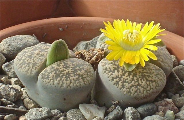 Литопс Лесли (Lithops lesliei) Литопс Лесли (Lithops lesliei)