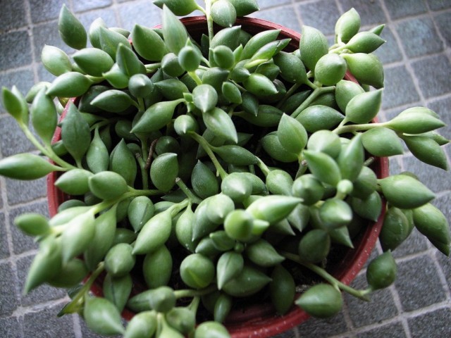 Крестовник укореняющийся (Senecio radicans) Крестовник укореняющийся (Senecio radicans)