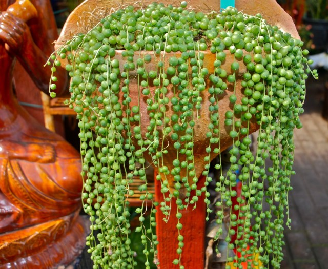 Сенецио Роули (Senecio rowleyanus) Сенецио Роули (Senecio rowleyanus)