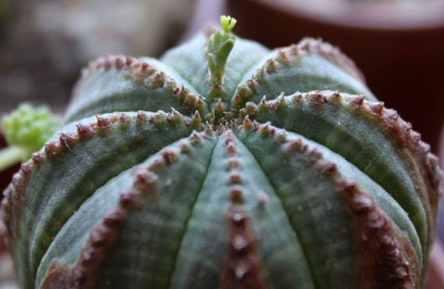 Молочай тучный (Euphorbia obesa) Молочай тучный (Euphorbia obesa)
