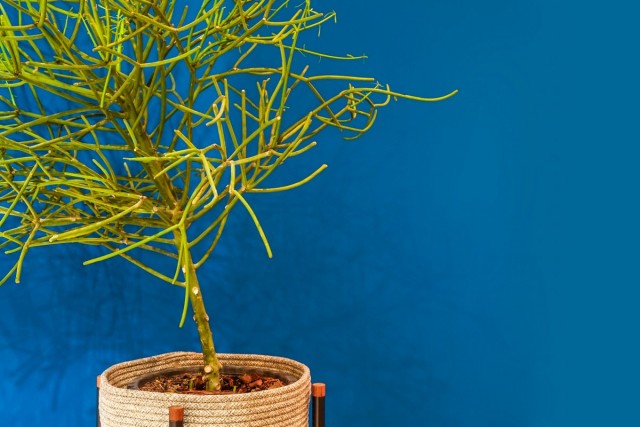 Молочай тирукалли (Euphorbia tirucalli) Молочай тирукалли (Euphorbia tirucalli)