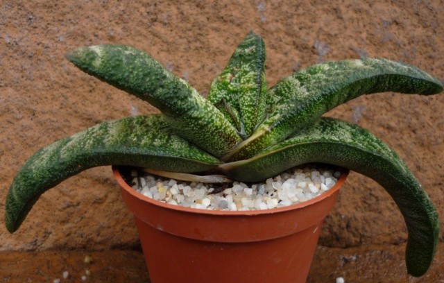 Гастерия (Gasteria) Гастерия (Gasteria)