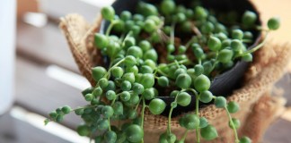 5 очень необычных суккулентов