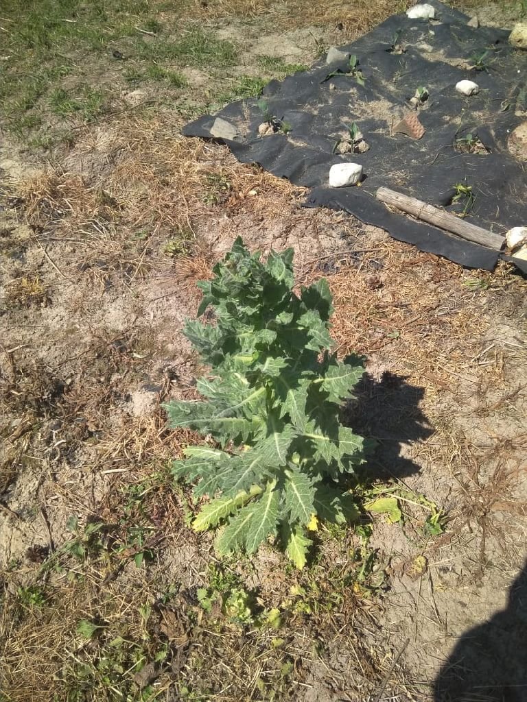 PHOTO_20190519_123135_0