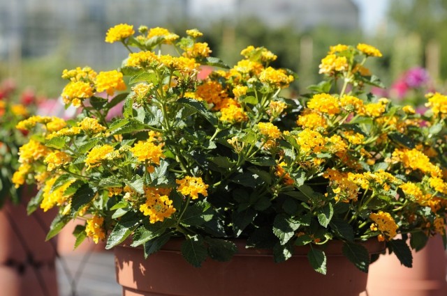 Лантана гибридная (Lantana hybrida) Лантана гибридная (Lantana hybrida)