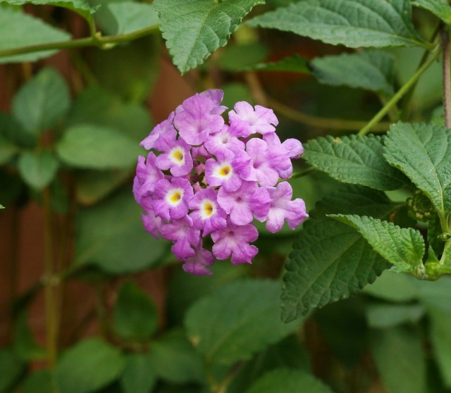 Лантана монтевидейская (Lantana montevidensis) Лантана монтевидейская (Lantana montevidensis)
