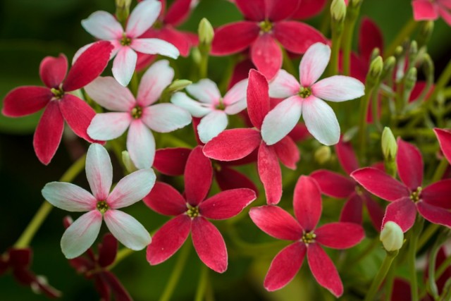 Цветовая гамма квисквалисов исключительно бело-красная, окрас цветков полностью меняется по мере их распускания