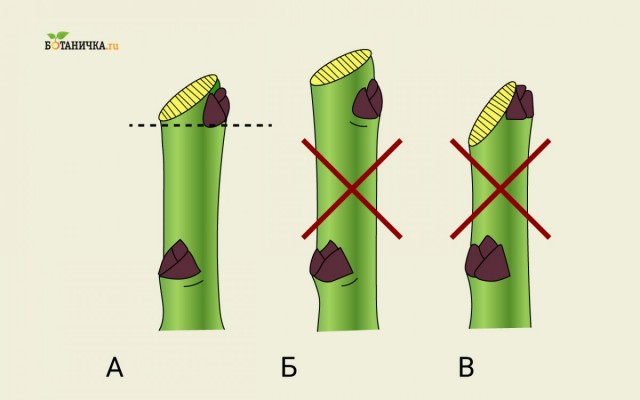 Техника обрезки ветвей: А - правильно, Б и В - неправильно