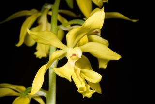 Каланта стриата (Calanthe striata) Каланта стриата (Calanthe striata)