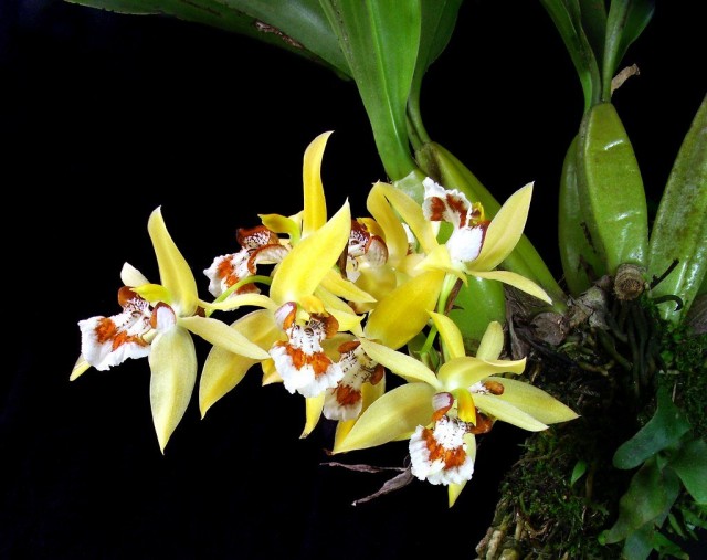 Целогина крапчатая (Coelogyne lentiginosa) Целогина крапчатая (Coelogyne lentiginosa)
