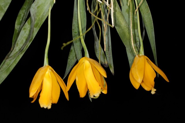 Эухиле цитрусовая (Euchile citrina) Эухиле цитрусовая (Euchile citrina)