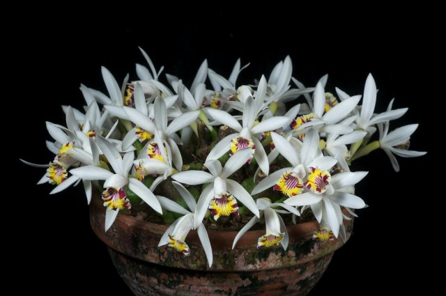Плейоне пятнистая (Pleione maculata) Плейоне пятнистая (Pleione maculata)