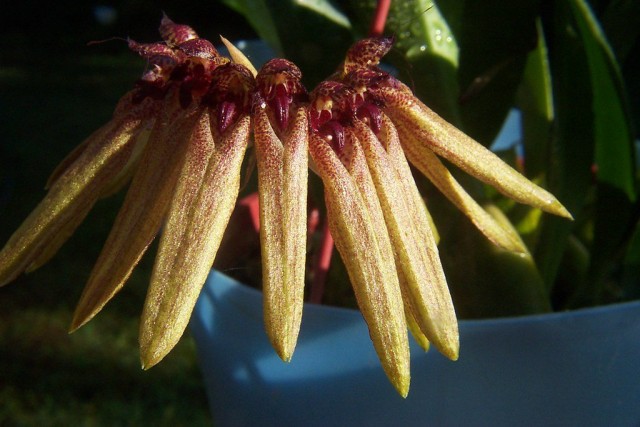 Бульбофиллум пестрый (Bulbophyllum picturatum) Бульбофиллум пестрый (Bulbophyllum picturatum)