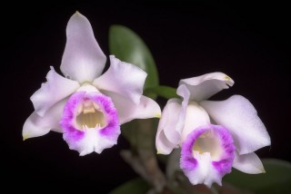 Каттлея алаори (Cattleya alaorii) Каттлея алаори (Cattleya alaorii)
