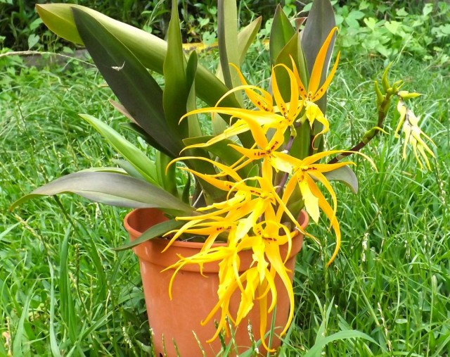 Брассия мивада (Brassia mivada) Брассия мивада (Brassia mivada)