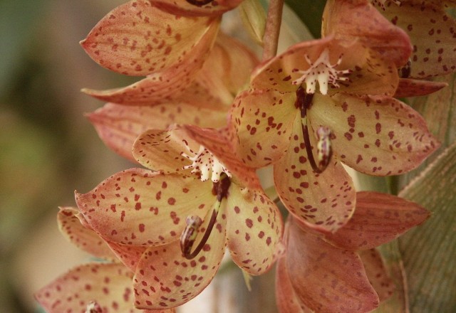 Цикнохес бартирум (Cycnoches barthiorum) Цикнохес бартирум (Cycnoches barthiorum)