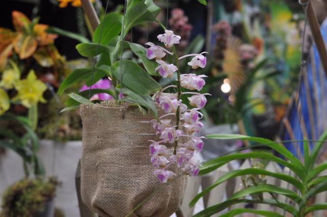 Аэридес (Aerides) Аэридес (Aerides)