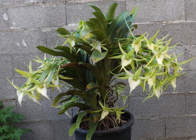 Ангрекум (Angraecum) Ангрекум (Angraecum)