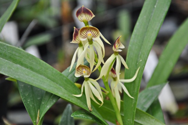 Простекея (Prosthechea cochleata) Простекея (Prosthechea cochleata)