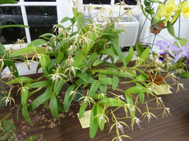 Эпидендрум реснитчатый (Epidendrum ciliare) Эпидендрум реснитчатый (Epidendrum ciliare)
