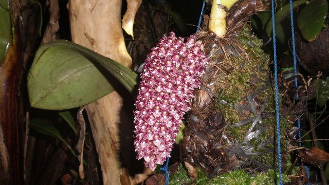 Бульбофиллум бекарри (Bulbophyllum beccarii) Бульбофиллум бекарри (Bulbophyllum beccarii)