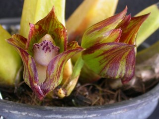 Бифренария (Bifrenaria tetagona) Бифренария (Bifrenaria tetagona)