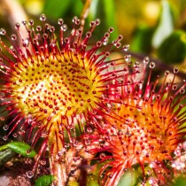 Круглолистная росянка (Drosera rotundifolia) Круглолистная росянка (Drosera rotundifolia)