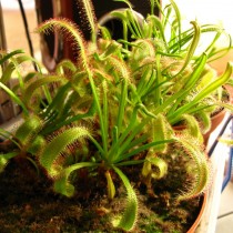Росянка капская (Drosera capensis) Росянка капская (Drosera capensis)