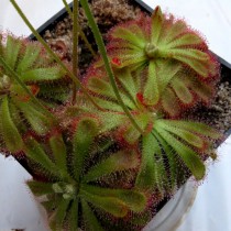 Росянка Алиса или Алиции (Drosera aliciae) Росянка Алиса или Алиции (Drosera aliciae)