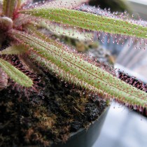 Росянка Адель (Drosera adelae) Росянка Адель (Drosera adelae)