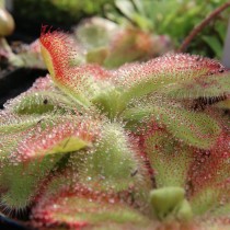 Росянка клинолистная (Drosera cuneifolia) Росянка клинолистная (Drosera cuneifolia)