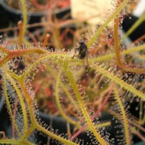 Росянка двойная (Drosera binata) Росянка двойная (Drosera binata)