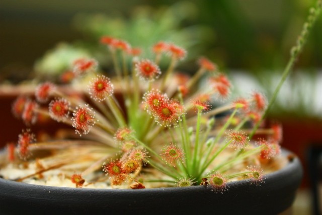 Росянка парадокса (Drosera paradoxa) Росянка парадокса (Drosera paradoxa)