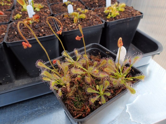 Росянка нидиформис (Drosera nidiformis) Росянка нидиформис (Drosera nidiformis)