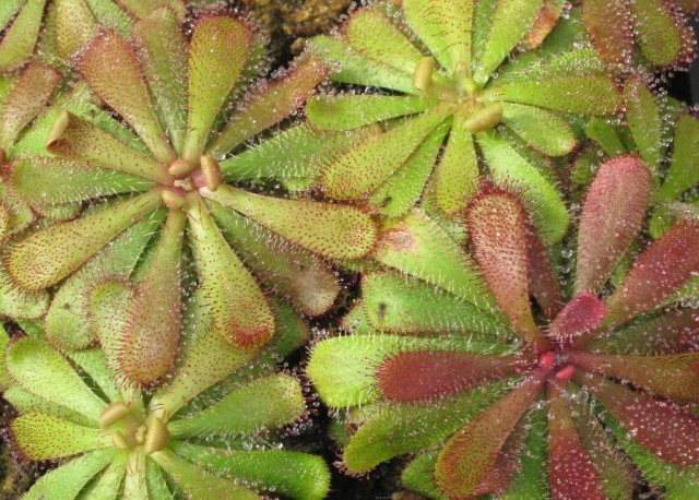 Росянка Хэмильтона (Drosera hamiltonii) Росянка Хэмильтона (Drosera hamiltonii)