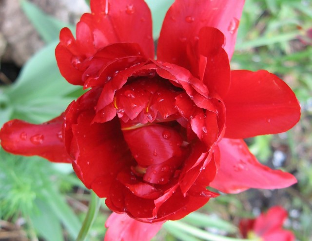 Тюльпан из группы поздние махровые имеет аромат розы