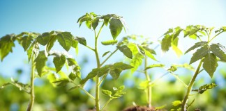 Высаживаем рассаду томата правильно - ООО «Лама Торф» Высаживаем рассаду томата правильно