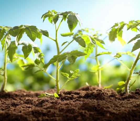 Высаживаем рассаду томата правильно - ООО «Лама Торф» Высаживаем рассаду томата правильно