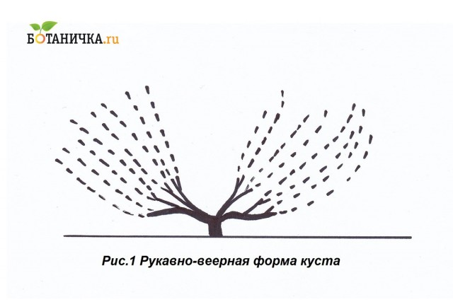 Рукавно-веерная схема формирования винограда Рукавно-веерная схема формирования винограда