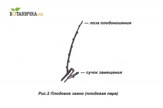 Плодовое звено (плодовая пара) Плодовое звено (плодовая пара)