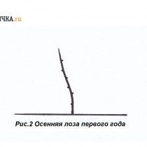 Формировку куста по рукавно-веерной схеме начинают с выгонки однолетней лозы Формировку куста по рукавно-веерной схеме начинают с выгонки однолетней лозы