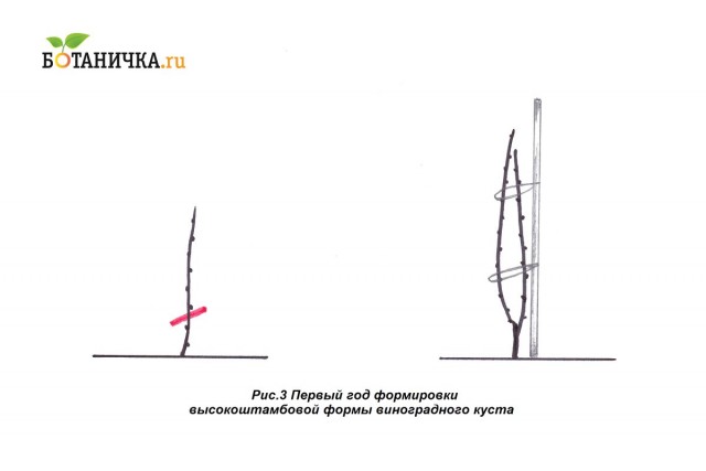 Первый год формирования винограда на штамбе Первый год формирования винограда на штамбе